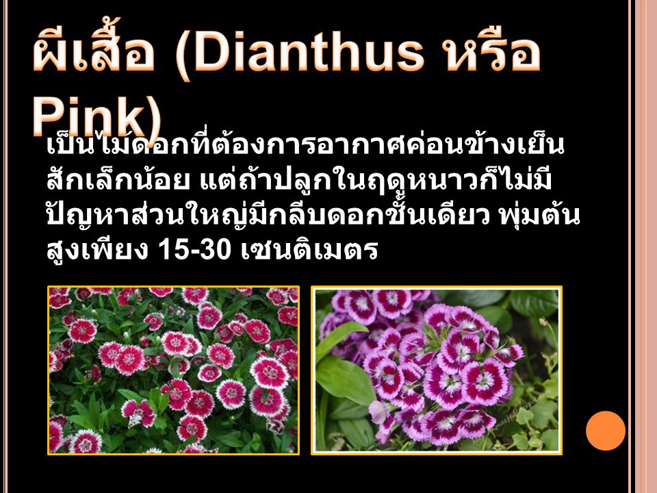 ผีเสื้อ (Dianthus หรือ Pink)