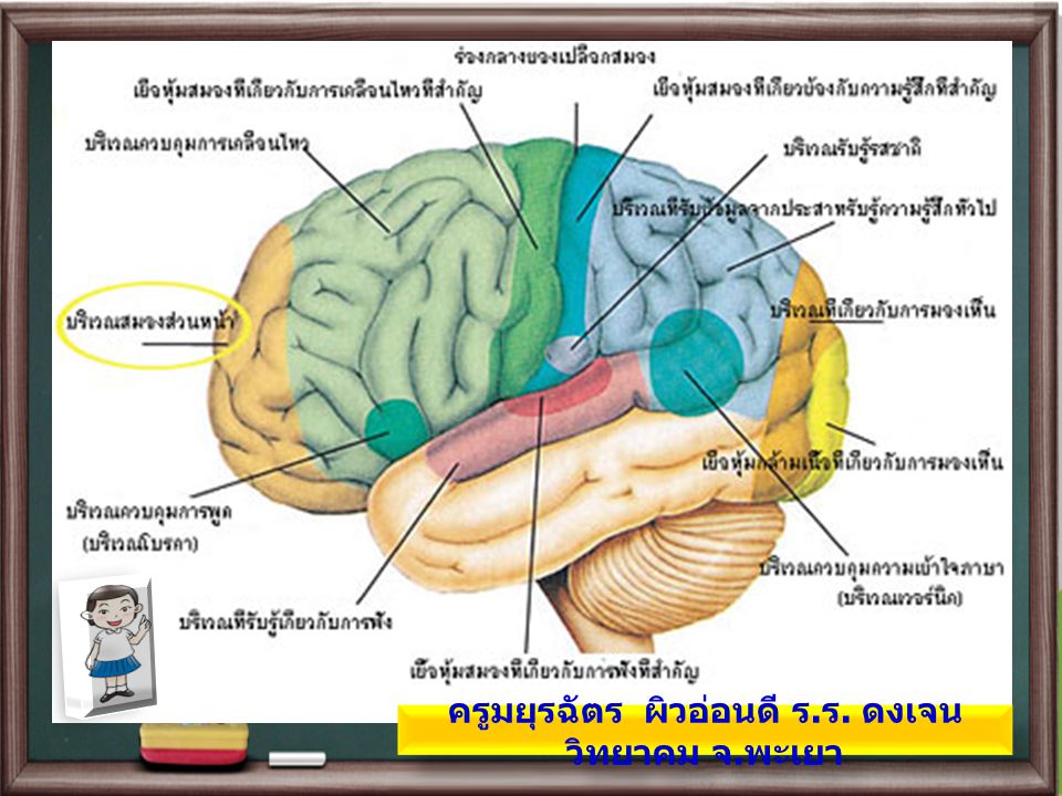 สมอง มี 3ส่วน คือสมองส่วนหน้า ส่วนกลาง และส่วนท้าย