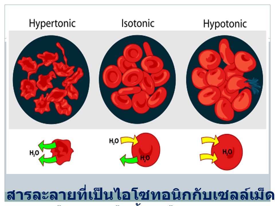 สารละลายที่เป็นไอโซทอนิกกับเซลล์เม็ดเลือดแดงคือน้ำเกลือ0.85 %