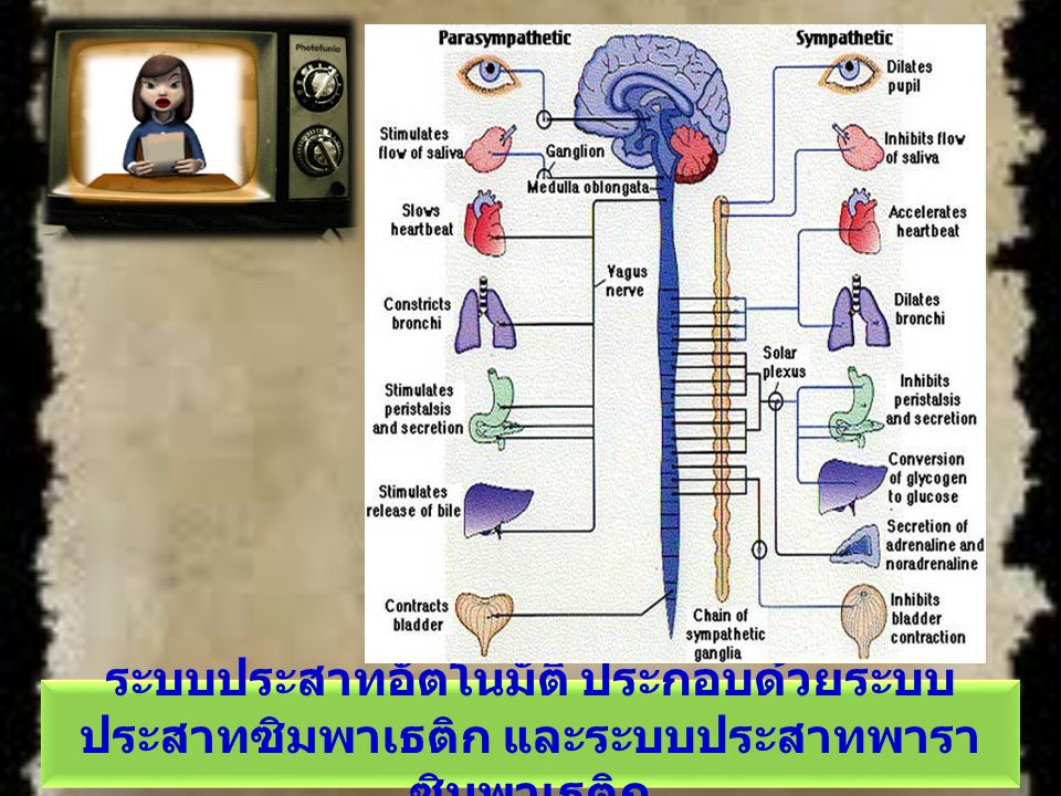 ระบบประสาทอัตโนมัติ ประกอบด้วยระบบประสาทซิมพาเธติก และระบบประสาทพาราซิมพาเธติก