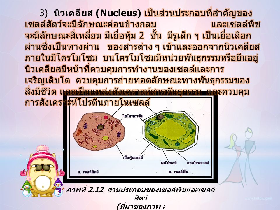 3) นิวเคลียส (Nucleus) เป็นส่วนประกอบที่สำคัญของเซลล์สัตว์จะมีลักษณะค่อนข้างกลม และเซลล์พืชจะมีลักษณะสี่เหลี่ยม มีเยื่อหุ้ม 2 ชั้น มีรูเล็ก ๆ เป็นเยื่อเลือกผ่านซึ่งเป็นทางผ่าน ของสารต่าง ๆ เข้าและออกจากนิวเคลียส ภายในมีโครโมโซม บนโครโมโซมมีหน่วยพันธุกรรมหรือยีนอยู่ นิวเคลียสมีหน้าที่ควบคุมการทำงานของเซลล์และการเจริญเติบโต ควบคุมการถ่ายทอดลักษณะทางพันธุกรรมของสิ่งมีชีวิต และเป็นแหล่งสังเคราะห์สารพันธุกรรม และควบคุมการสังเคราะห์โปรตีนภายในเซลล์