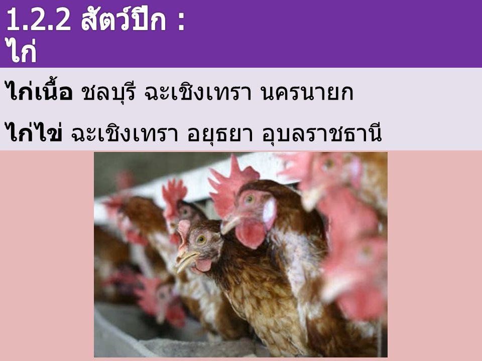 1.2.2 สัตว์ปีก : ไก่ ไก่เนื้อ ชลบุรี ฉะเชิงเทรา นครนายก