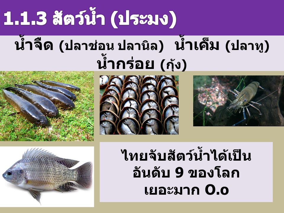 1.1.3 สัตว์น้ำ (ประมง) น้ำจืด (ปลาช่อน ปลานิล) น้ำเค็ม (ปลาทู) น้ำกร่อย (กุ้ง) ไทยจับสัตว์น้ำได้เป็นอันดับ 9 ของโลก.