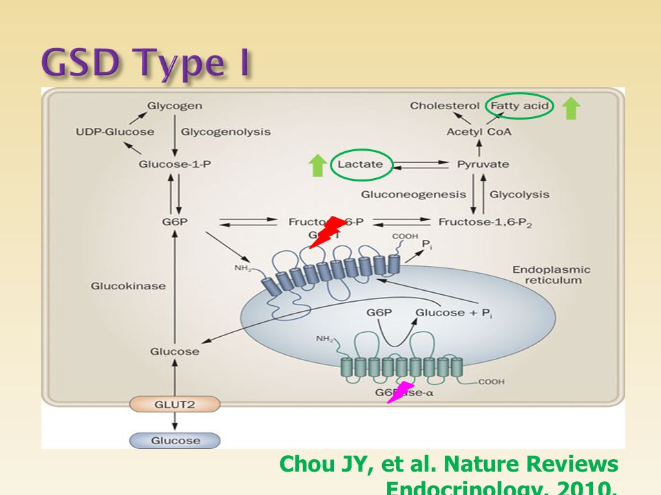 GSD Type I Chou JY, et al. Nature Reviews Endocrinology