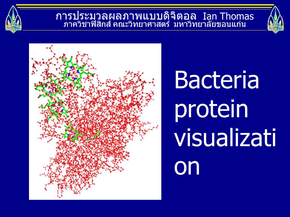 Bacteria protein visualization