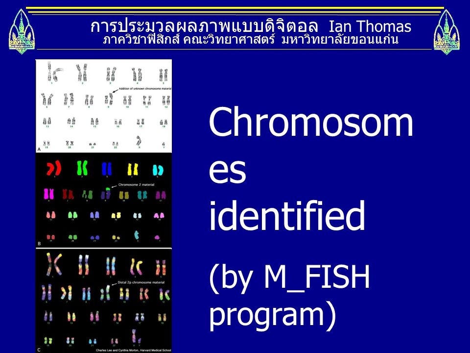 Chromosomes identified