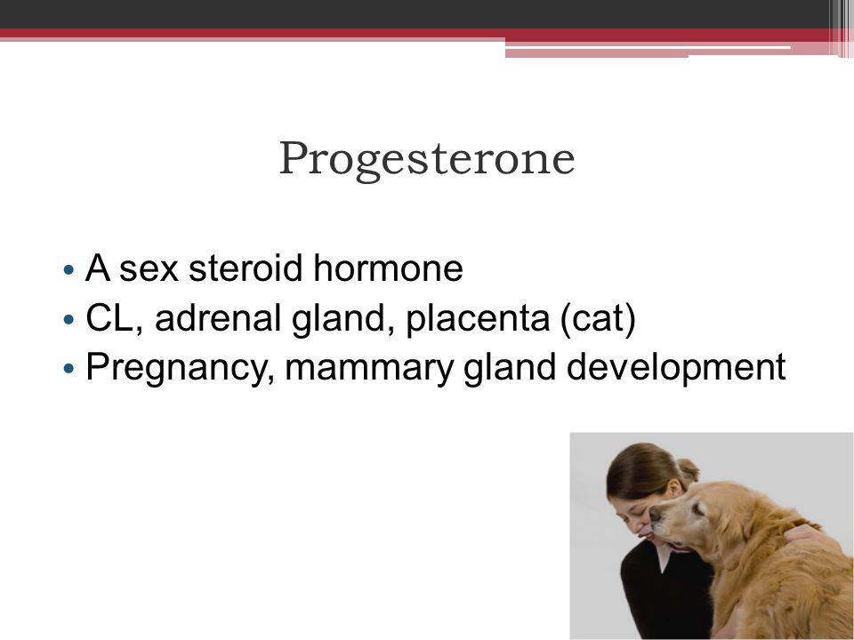 Progesterone A sex steroid hormone CL, adrenal gland, placenta (cat)
