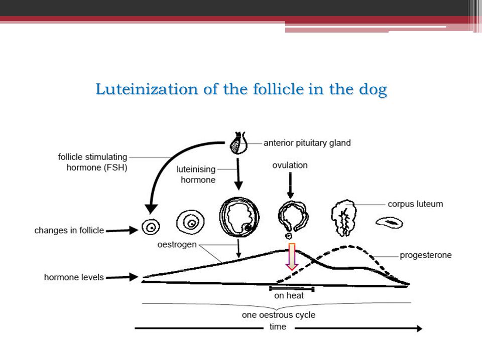 Luteinization of the follicle in the dog