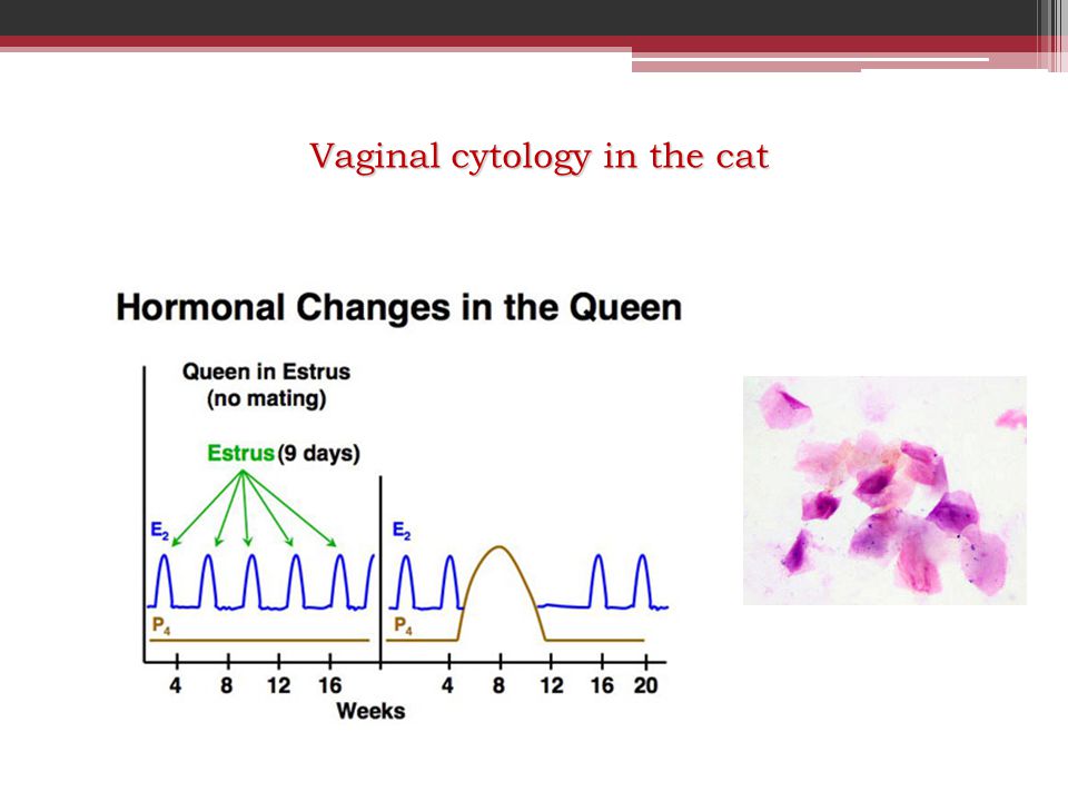 Vaginal cytology in the cat