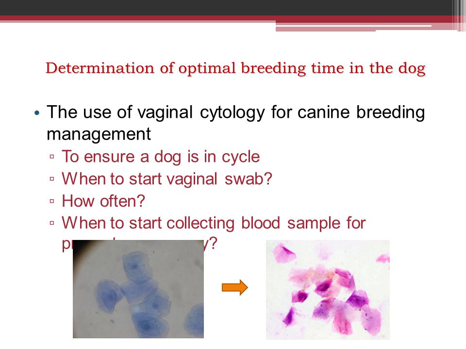 Determination of optimal breeding time in the dog