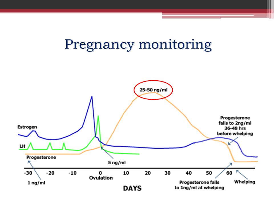 Pregnancy monitoring