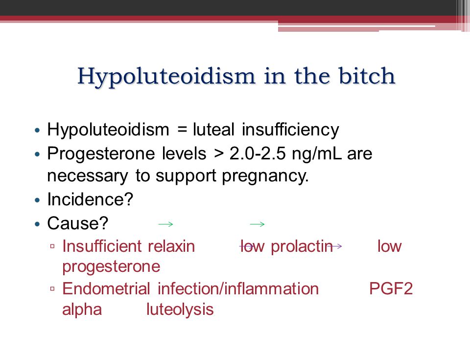 Hypoluteoidism in the bitch