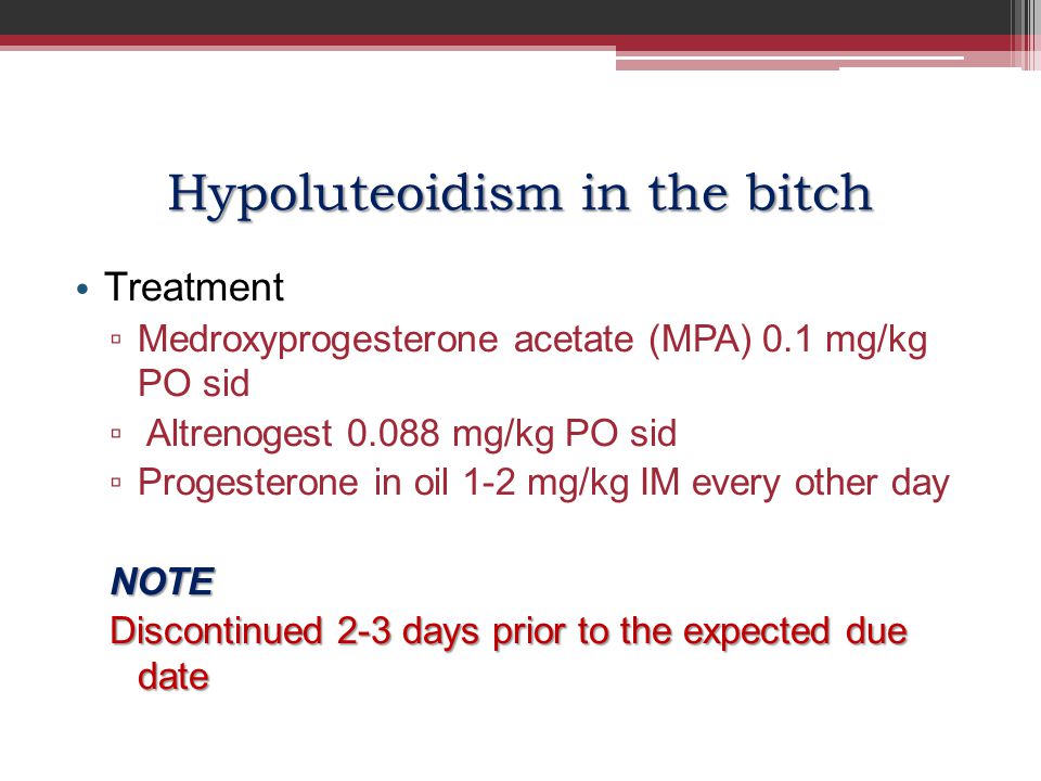Hypoluteoidism in the bitch