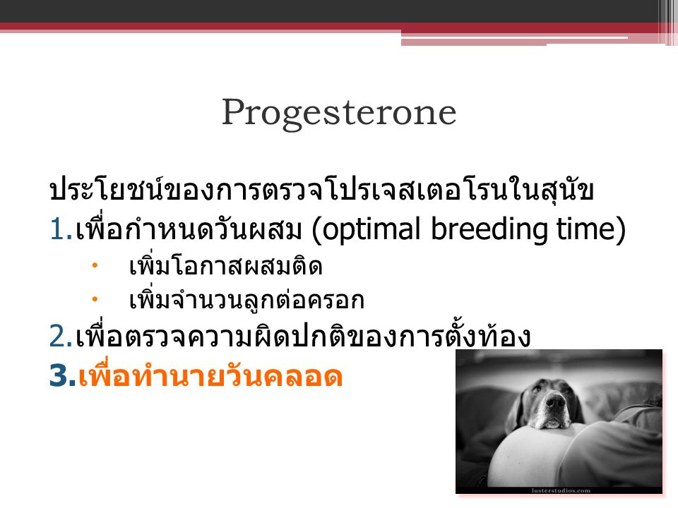 Progesterone ประโยชน์ของการตรวจโปรเจสเตอโรนในสุนัข