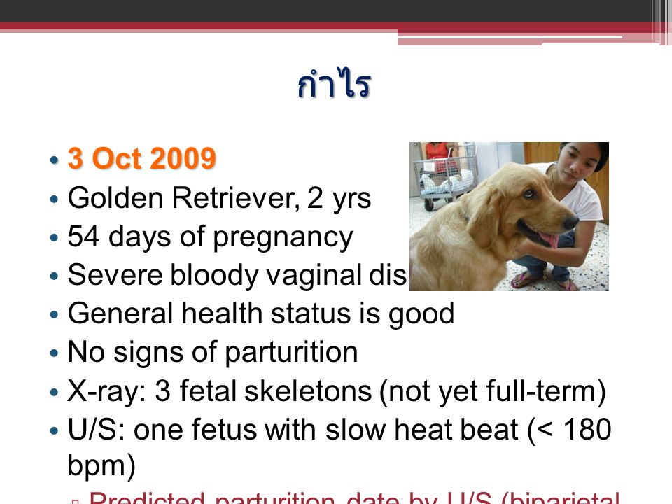 กำไร 3 Oct 2009 Golden Retriever, 2 yrs 54 days of pregnancy