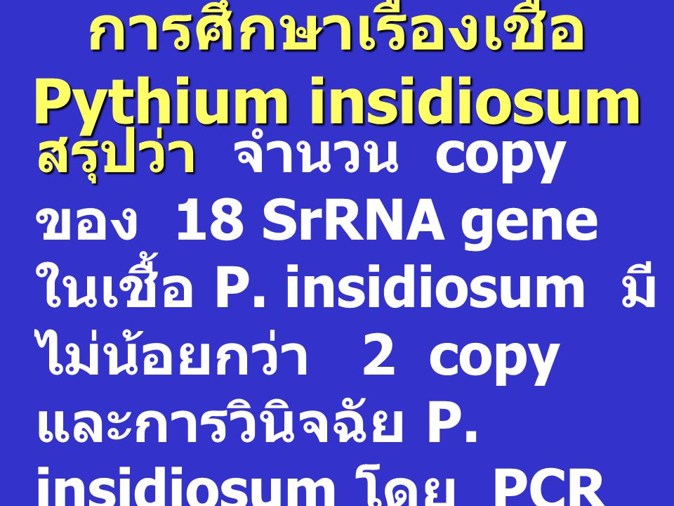 การศึกษาเรื่องเชื้อ Pythium insidiosum