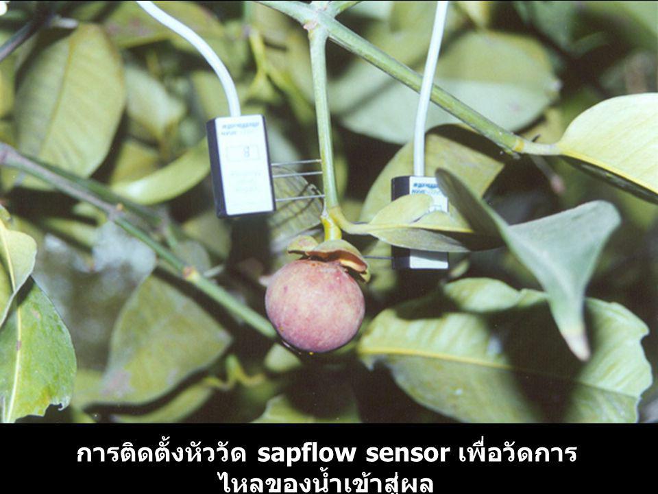 การติดตั้งหัววัด sapflow sensor เพื่อวัดการไหลของน้ำเข้าสู่ผล