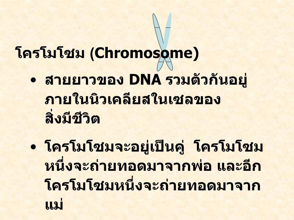 โครโมโซม (Chromosome)