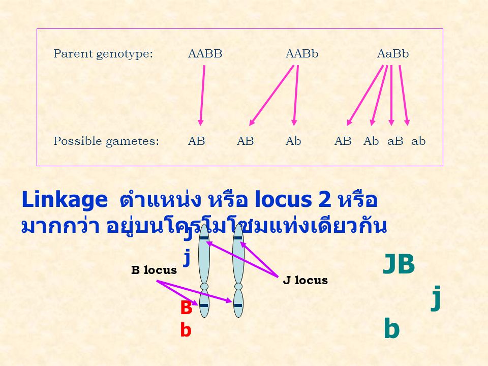Parent genotype: AABB AABb AaBb
