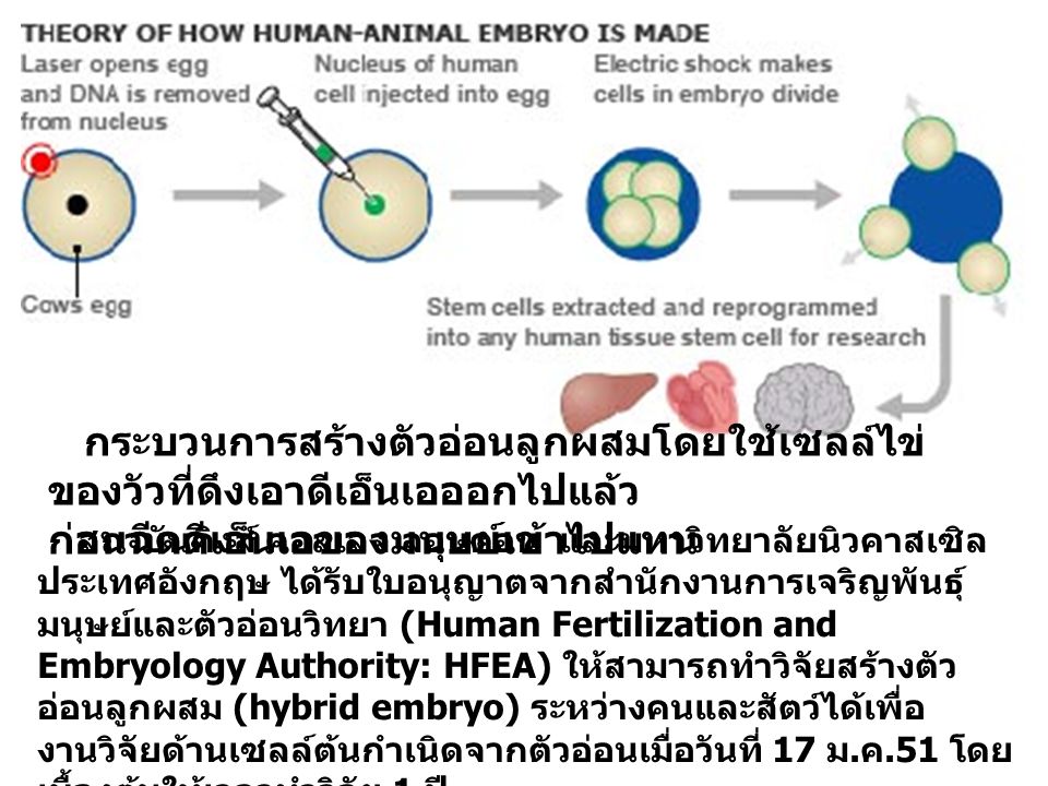 กระบวนการสร้างตัวอ่อนลูกผสมโดยใช้เซลล์ไข่ของวัวที่ดึงเอาดีเอ็นเอออกไปแล้ว ก่อนฉีดดีเอ็นเอของมนุษย์เข้าไปแทน