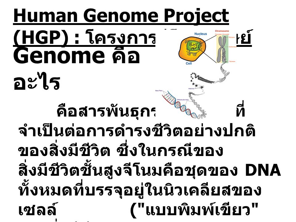 Genome คืออะไร Human Genome Project (HGP) : โครงการจีโนมมนุษย์