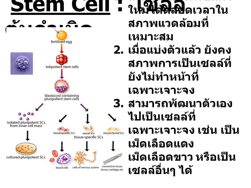 Stem Cell : เซลล์ต้นกำเนิด