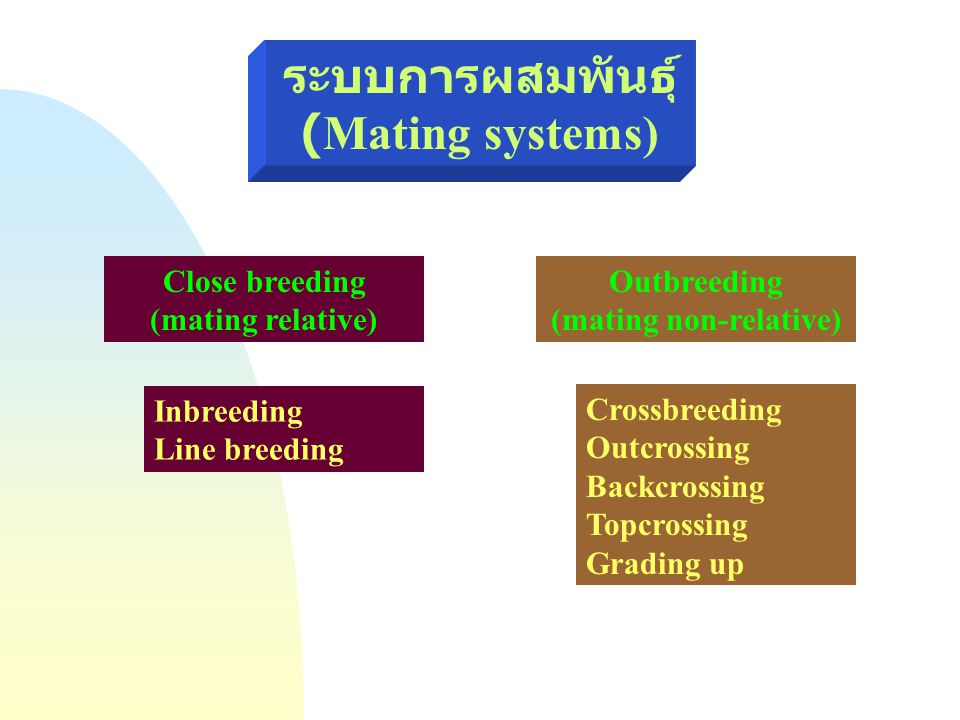 ระบบการผสมพันธุ์(Mating systems) (mating non-relative)