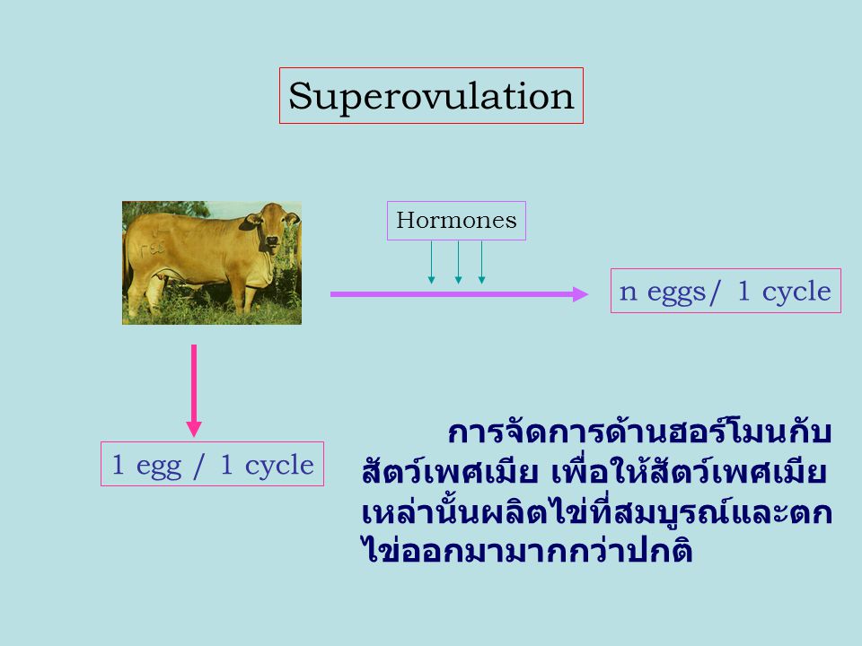 Superovulation n eggs/ 1 cycle