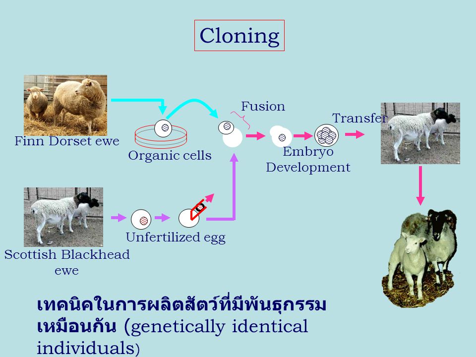 Cloning เทคนิคในการผลิตสัตว์ที่มีพันธุกรรมเหมือนกัน (genetically identical individuals) Unfertilized egg.