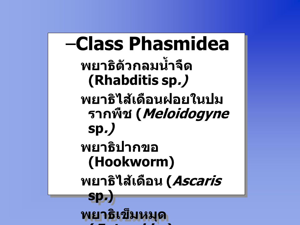 Class Phasmidea พยาธิตัวกลมน้ำจืด (Rhabditis sp.)