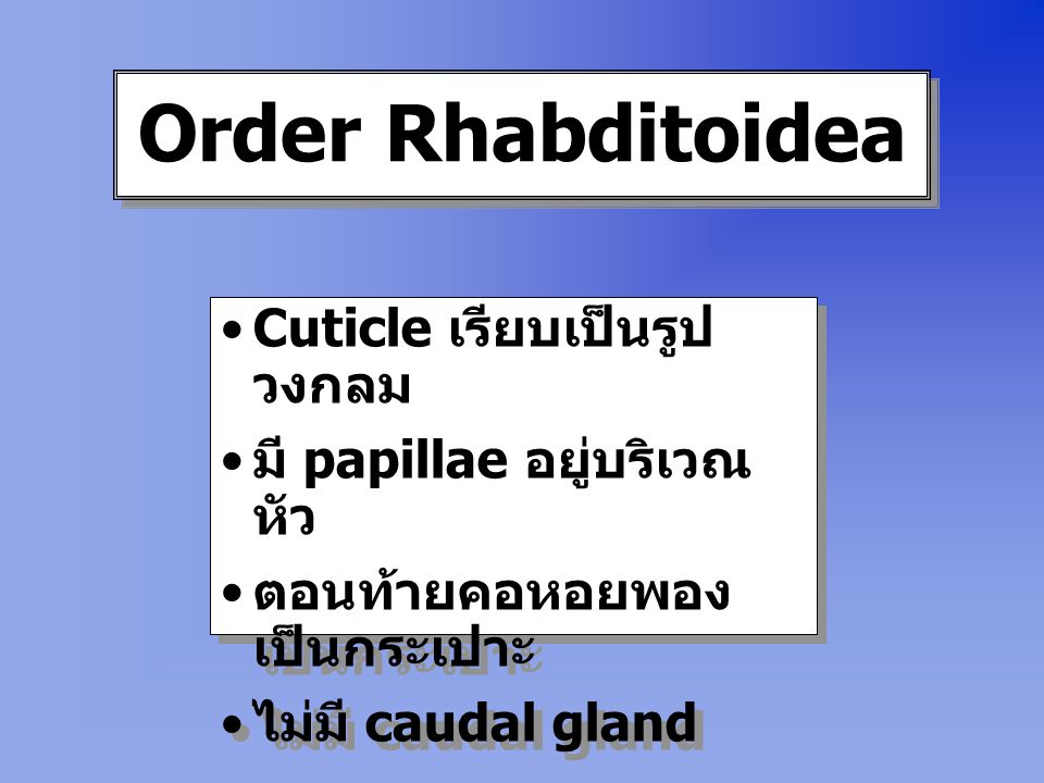 Order Rhabditoidea Cuticle เรียบเป็นรูปวงกลม มี papillae อยู่บริเวณหัว