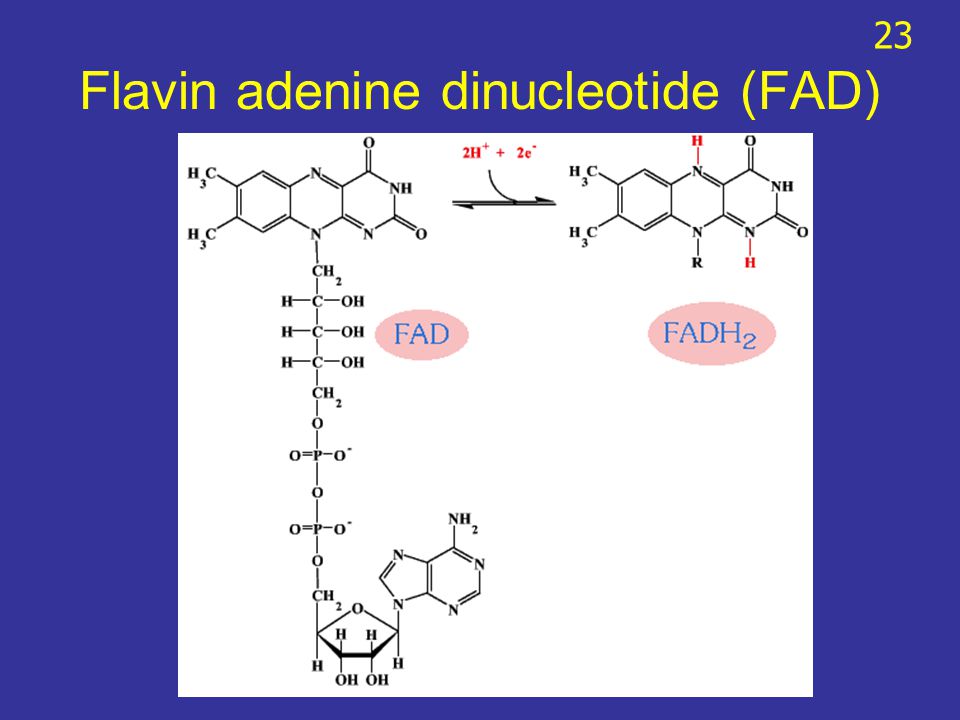 Flavin adenine dinucleotide (FAD)