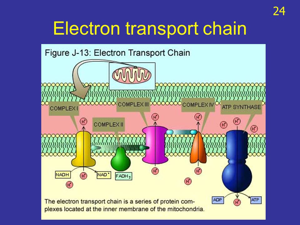 Electron transport chain