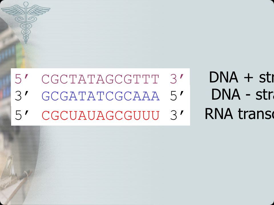 DNA + strand 5’ CGCTATAGCGTTT 3’ DNA - strand. 3’ GCGATATCGCAAA 5’ RNA transcript.