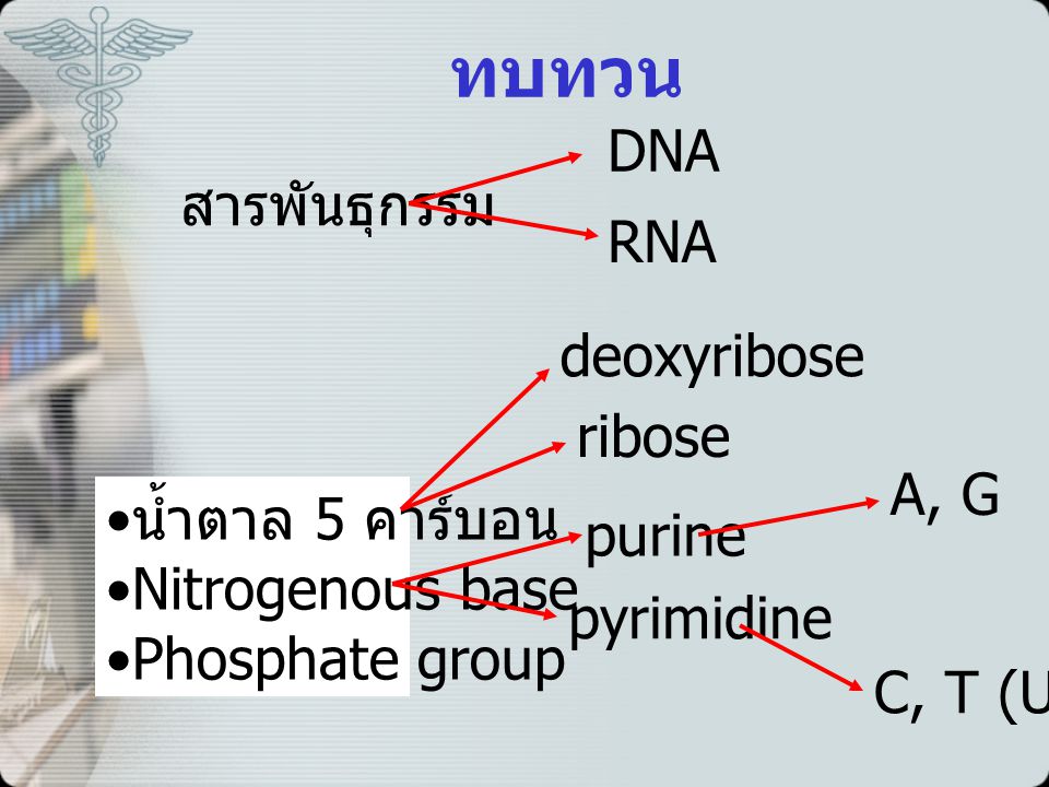 ทบทวน DNA สารพันธุกรรม RNA deoxyribose ribose A, G น้ำตาล 5 คาร์บอน