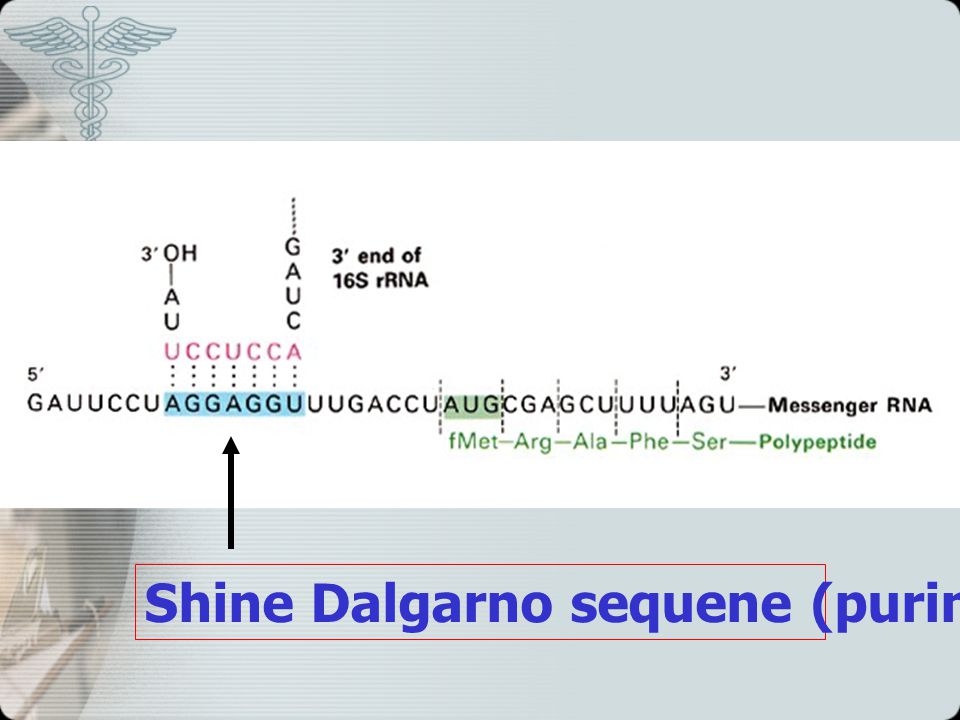 Shine Dalgarno sequene (purine rich region)