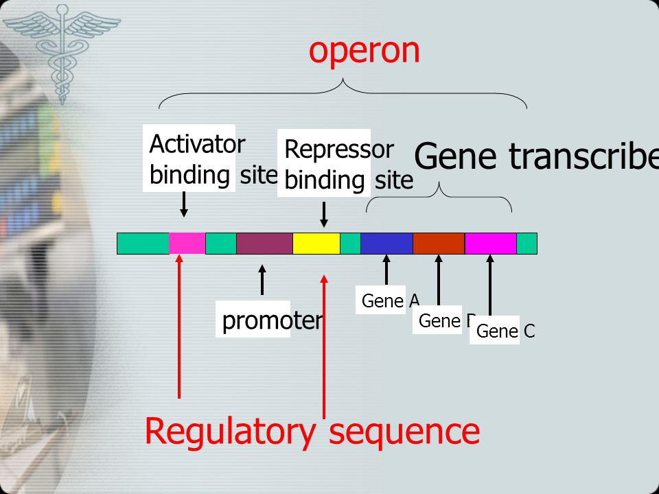 operon Gene transcribed Regulatory sequence Activator binding site