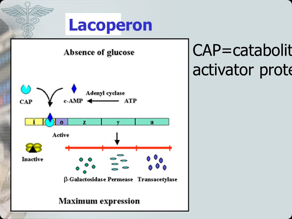 Lacoperon CAP=catabolite gene activator protein