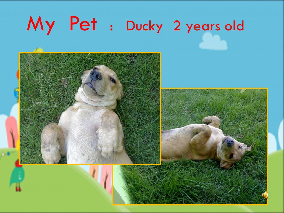 My Pet : Ducky 2 years old