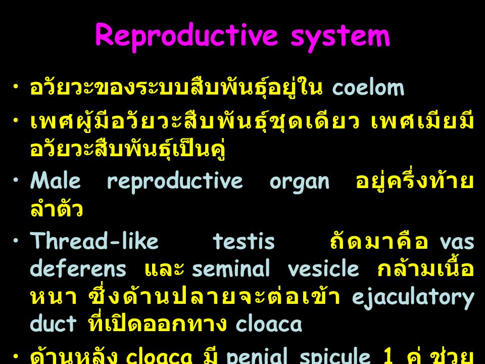 Reproductive system อวัยวะของระบบสืบพันธุ์อยู่ใน coelom