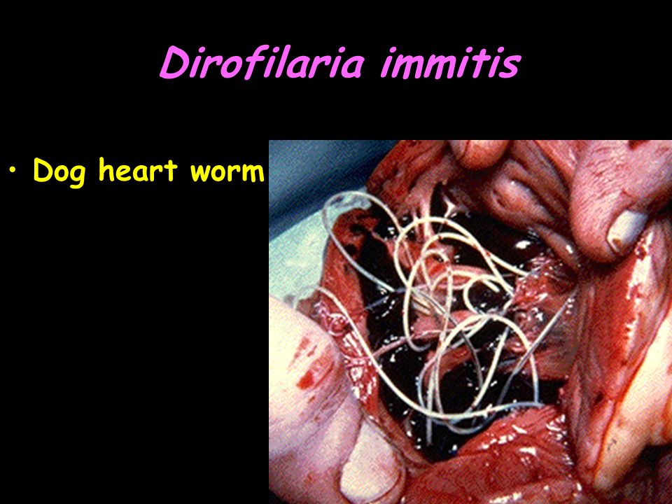 Dirofilaria immitis Dog heart worm