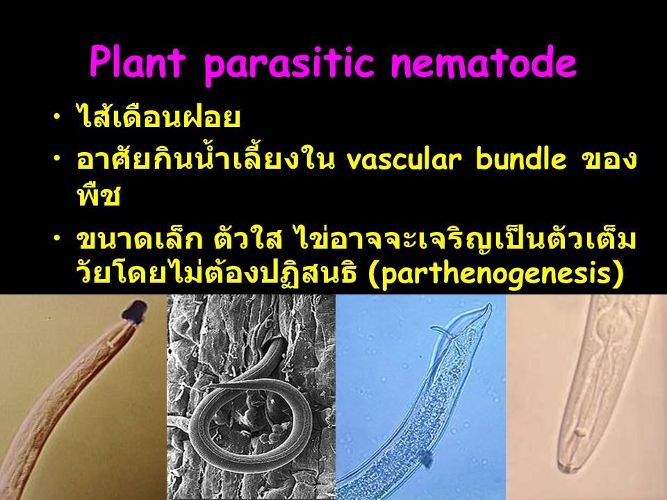 Plant parasitic nematode