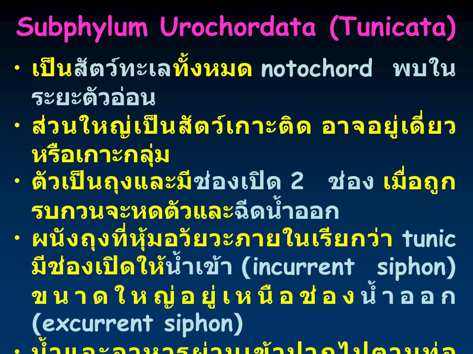 Subphylum Urochordata (Tunicata)