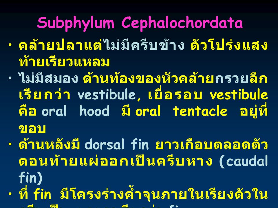 Subphylum Cephalochordata