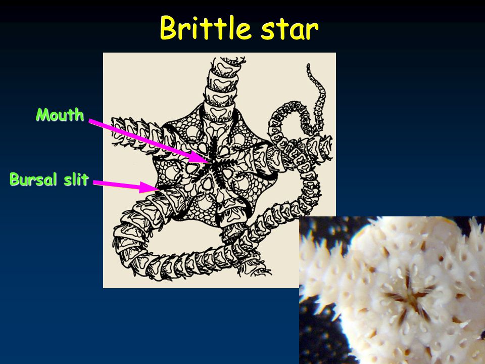 Brittle star Mouth Bursal slit