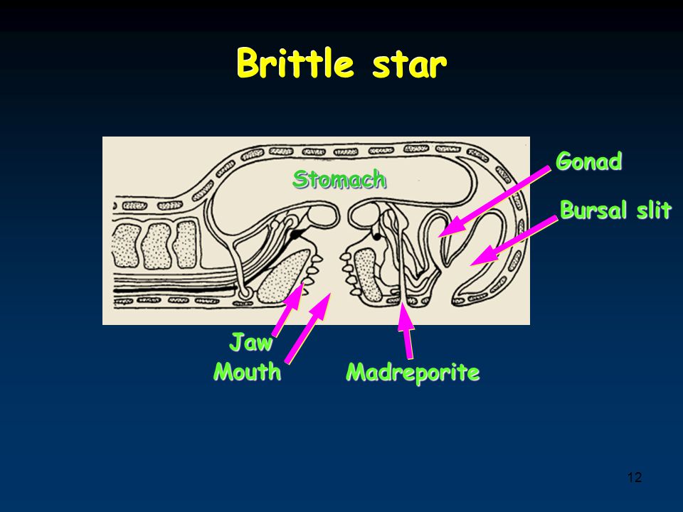 Brittle star Gonad Stomach Bursal slit Jaw Mouth Madreporite