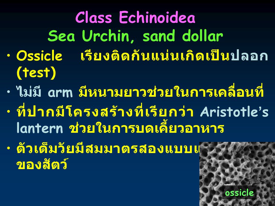 Class Echinoidea Sea Urchin, sand dollar