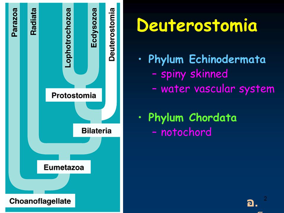 Deuterostomia อ.แน็ต Phylum Echinodermata spiny skinned