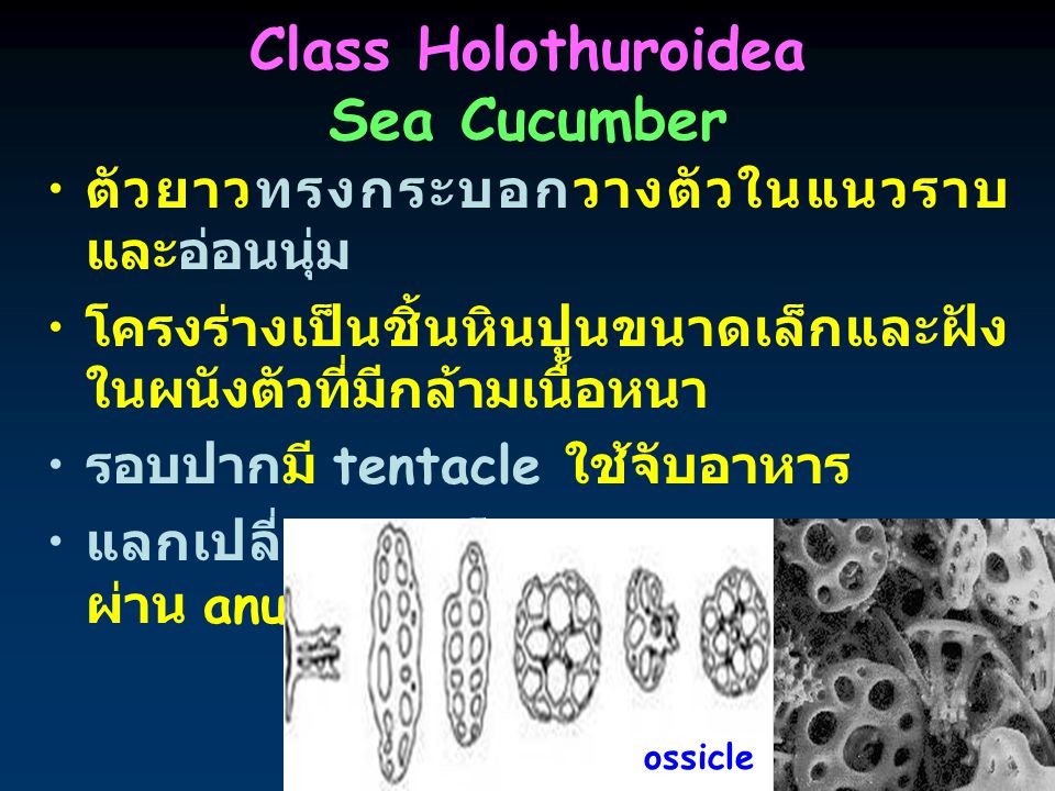 Class Holothuroidea Sea Cucumber