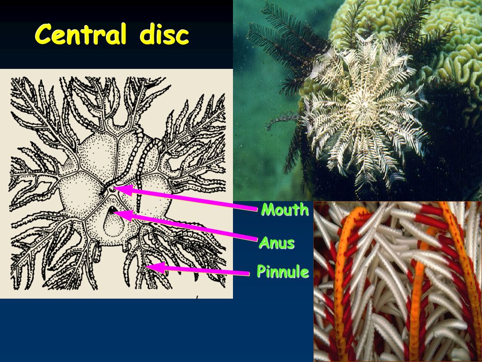 Central disc Mouth Anus Pinnule